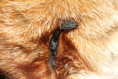 Thanatophilus rugosus