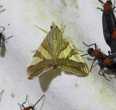 Agrioglypta zelimalis