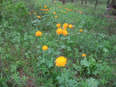 Trollius