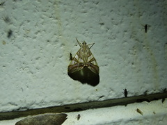 Agrioglypta zelimalis