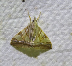 Agrioglypta zelimalis