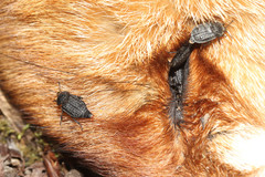 Thanatophilus rugosus