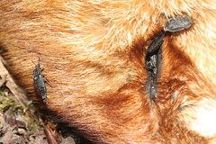 Thanatophilus rugosus