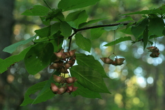 Euonymus miniata