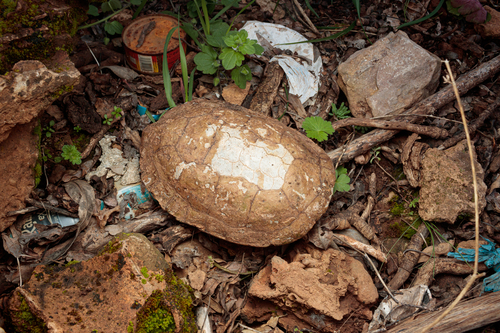 Mediterranean Turtle