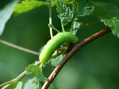 Orthosia hibisci
