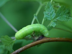 Orthosia hibisci