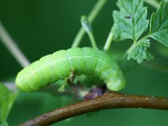 Orthosia hibisci