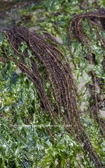 Cumagloia andersonii