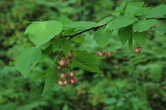 Euonymus miniata