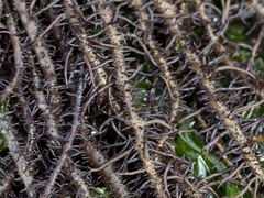 Cumagloia andersonii