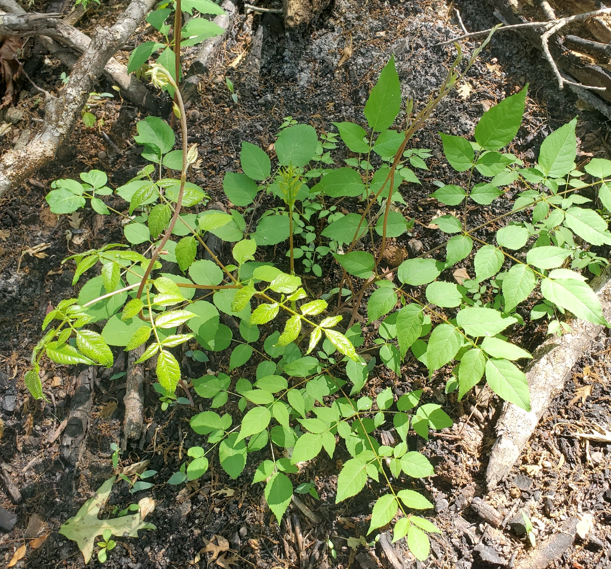 Devil's Walkingstick (Aralia spinosa)
