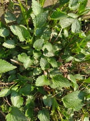 Lamium album