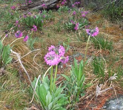 Primula nivalis