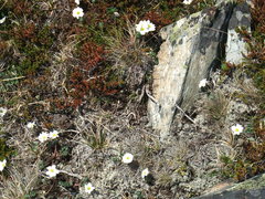 Callianthemum sajanense
