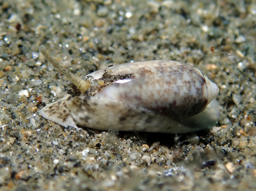 Oliva carneola observed 2026-03-18