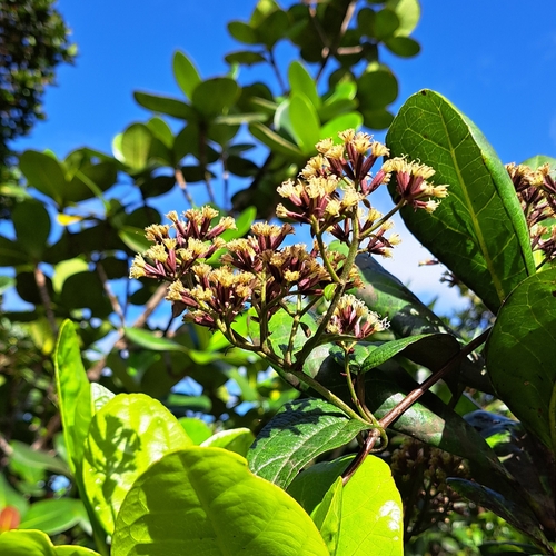 Mikania latifolia