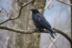Corvus corone corone