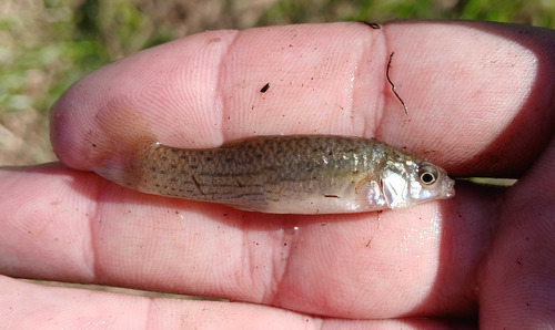 Onesided livebearer (Jenynsia multidentata) — Anablepidae — 3