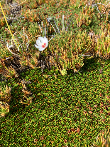 Forstera sedifolia, photograph 3