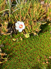 (c) Cara-Lisa Schloots, some rights reserved (CC BY) Forstera sedifolia, photograph (c) Cara-Lisa Schloots, some rights reserved (CC BY)