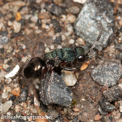 Myrmecomimesis