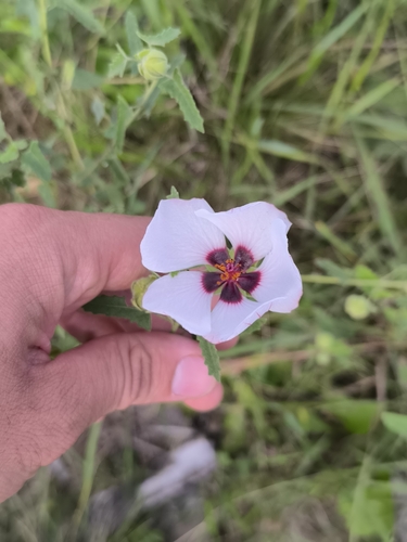 Pavonia aurigloba, photograph 5