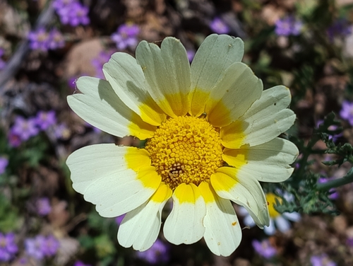 Garland Daisy