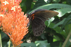 Papilio memnon