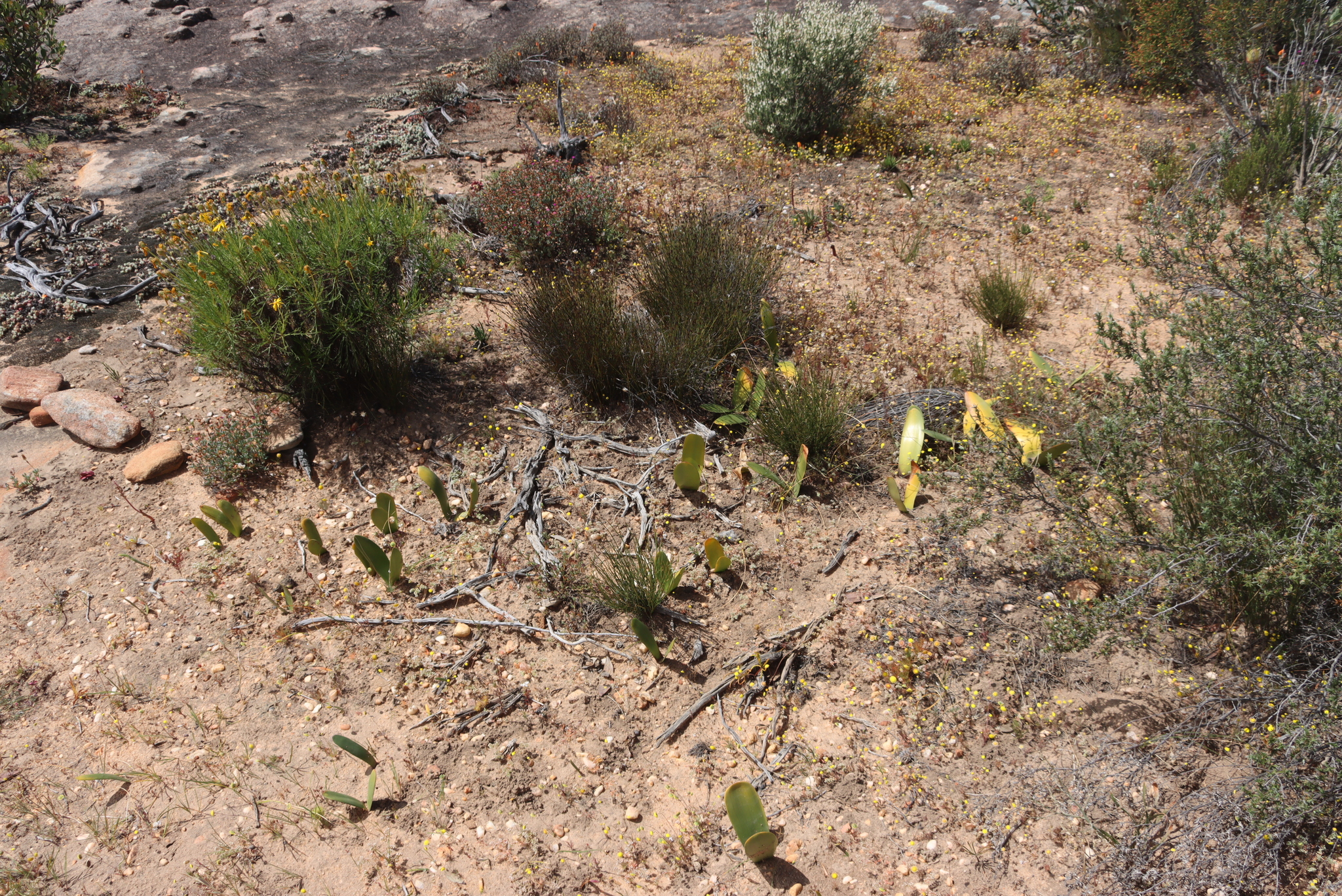 Southern Pinkbrush Bloodlily (Haemanthus amarylloides)