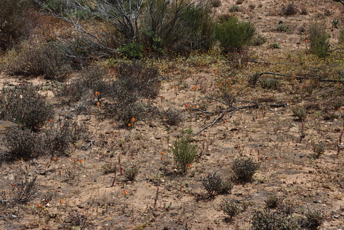 Snakeflower (Ornithogalum maculatum)