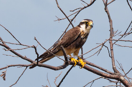Aplomado Falcon