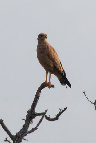 Savanna Hawk