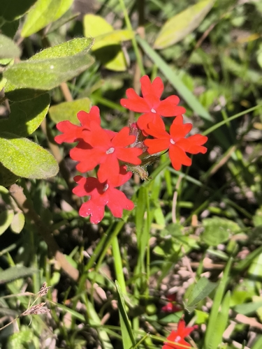 Verbena Peruviana (Glandularia peruviana)
