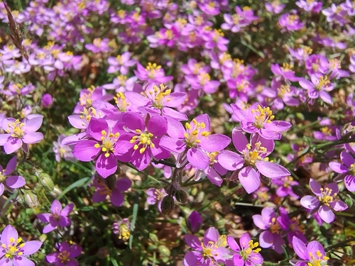 Woody Sandwort