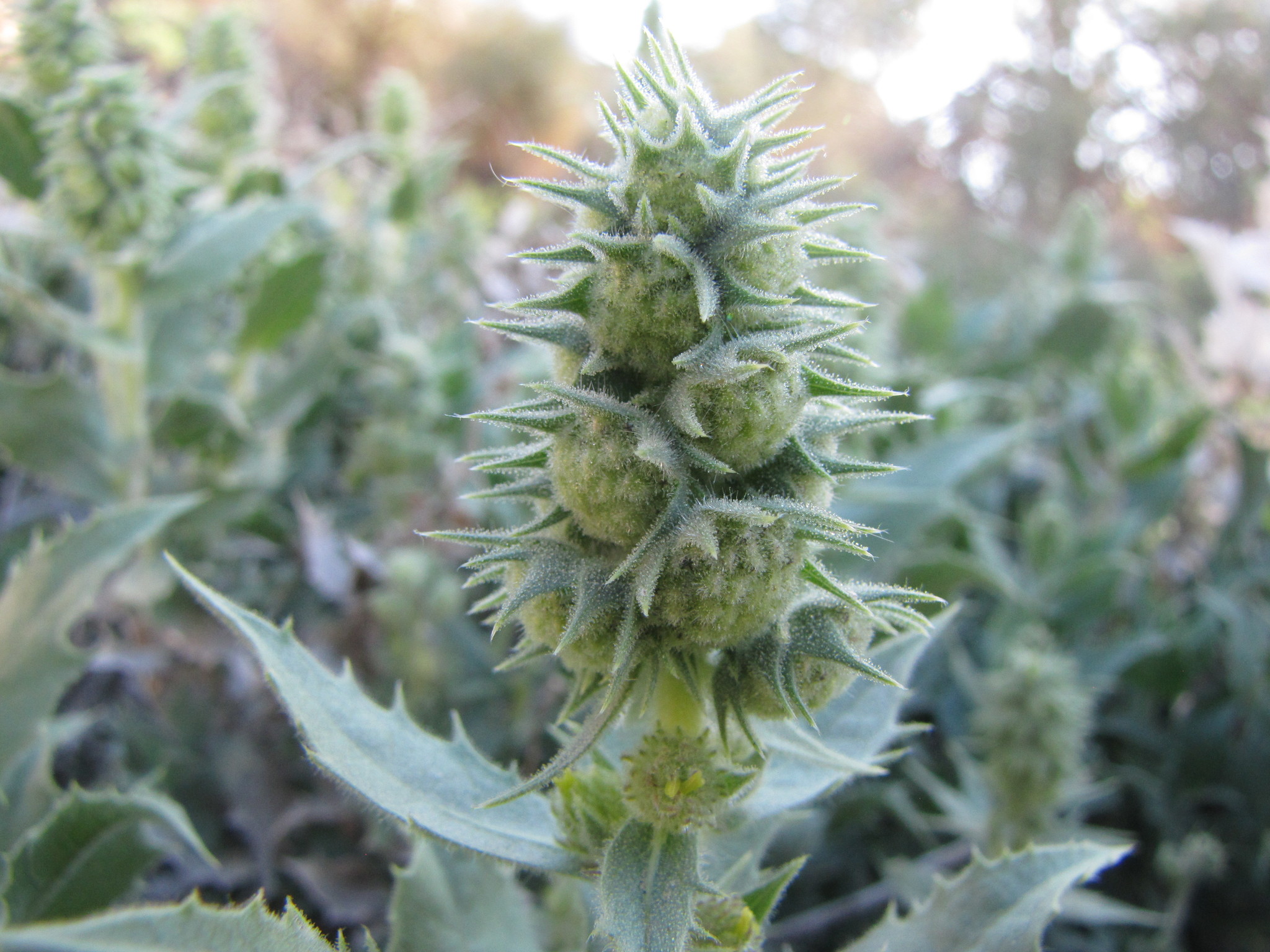 Ambrosia ilicifolia