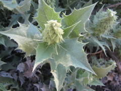 Ambrosia ilicifolia
