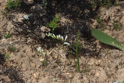 Geissorhiza sulphurascens