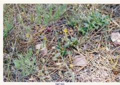 Lavandula pedunculata