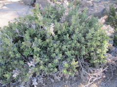 Ambrosia ilicifolia