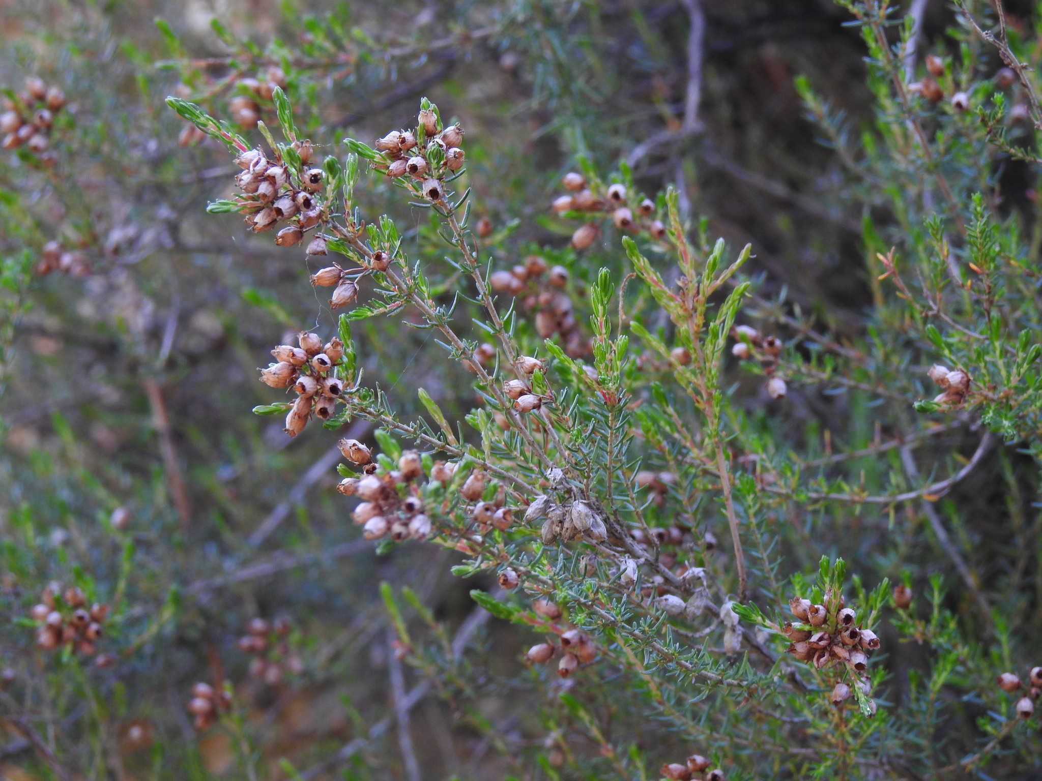 Bell Heather (Erica cinerea)
