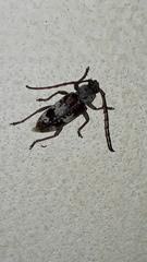 Elaphidion irroratum
