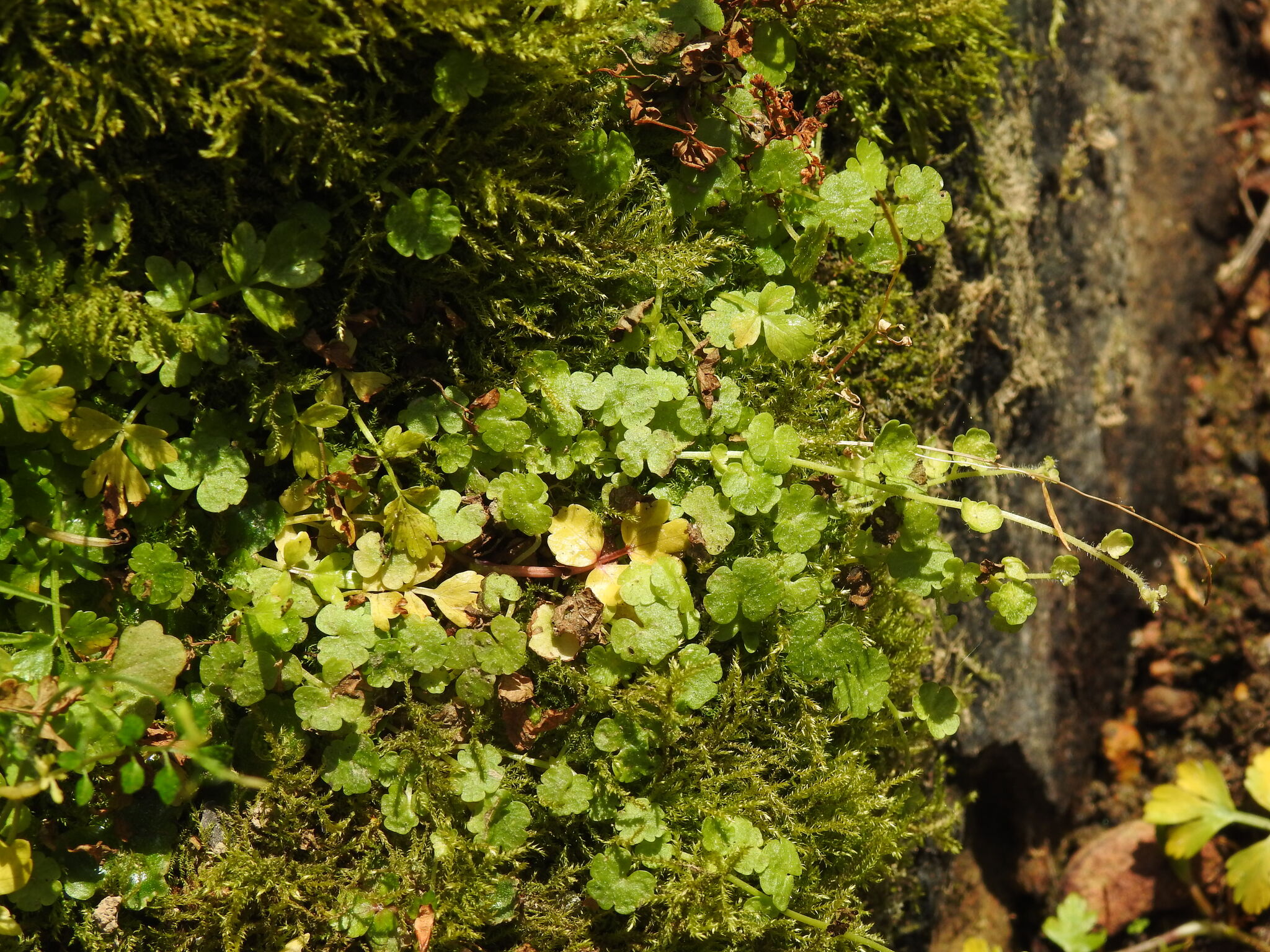 Cornish Moneywort (Sibthorpia europaea)
