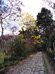 Handroanthus chrysanthus