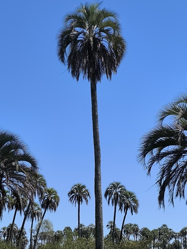 Butia yatay, photograph 3