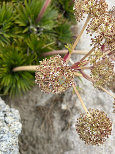 Aciphylla congesta, photograph 5