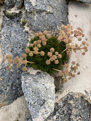 Aciphylla congesta, photograph (c) Cara-Lisa Schloots, some rights reserved (CC BY)