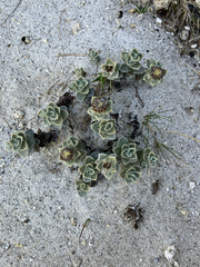 Haastia sinclairii, photograph (c) Cara-Lisa Schloots, some rights reserved (CC BY)
