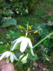 Passiflora helleri