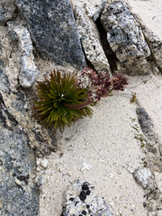 Aciphylla congesta, photograph (c) Cara-Lisa Schloots, some rights reserved (CC BY)